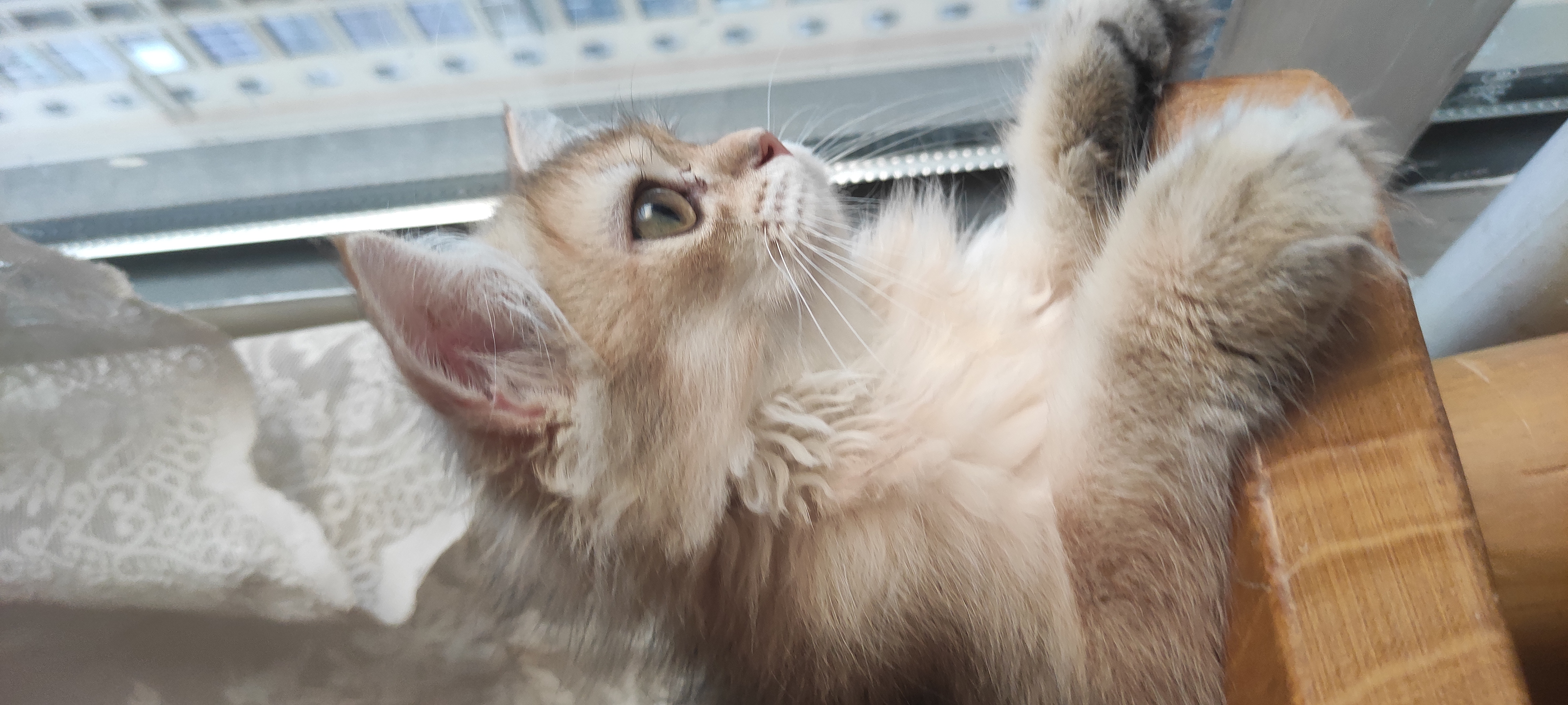 小猪，金渐层弟弟，2针疫苗
